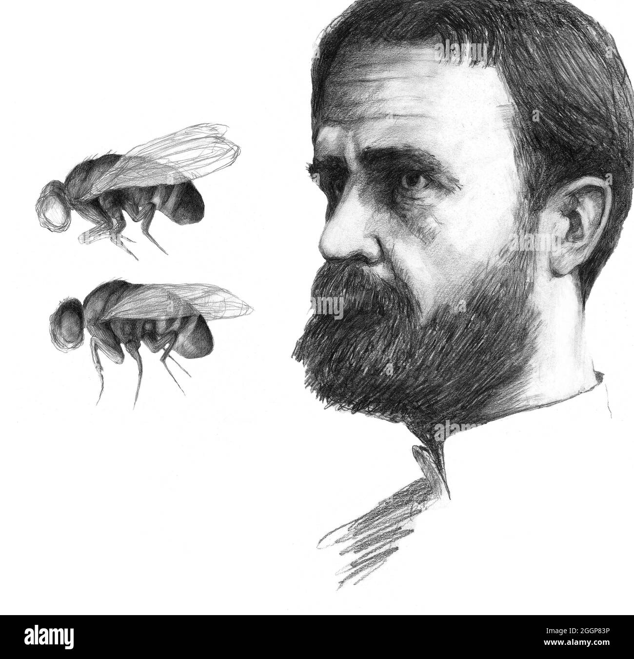 Illustrazione di Thomas Hunt Morgan (1866-1945), genetista statunitense e premio Nobel. Foto Stock