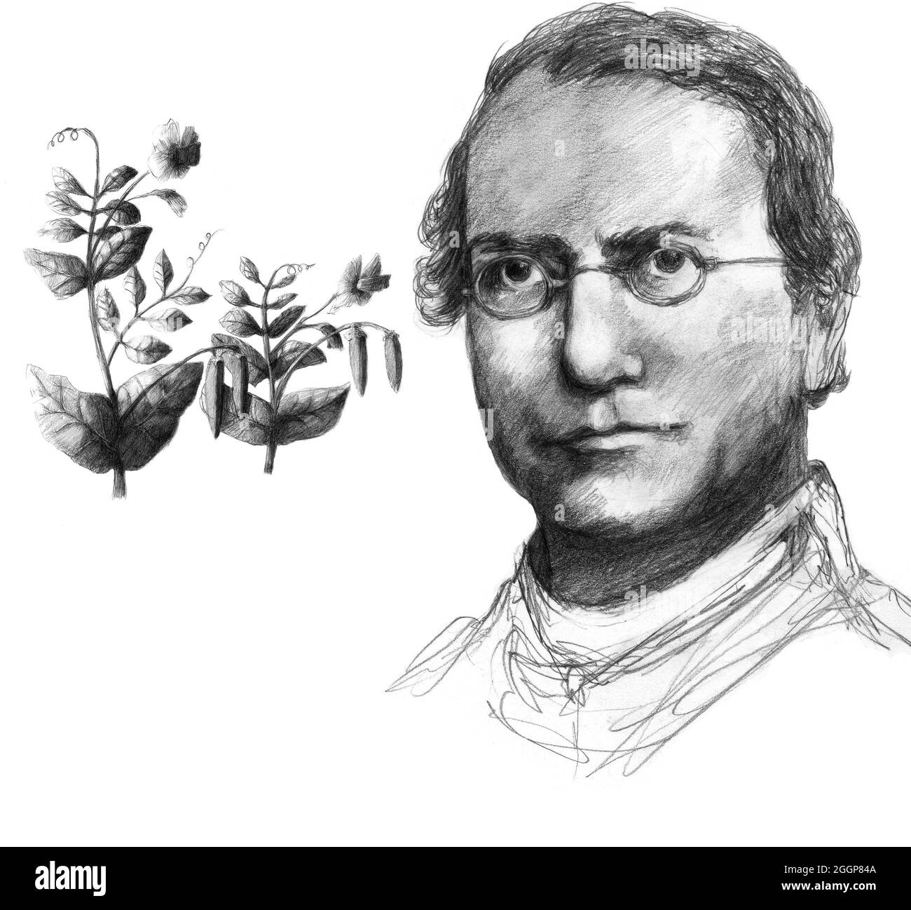 Illustrazione di Gregor Johann Mendel (1822-1884), botanico austriaco e fondatore della genetica. Foto Stock
