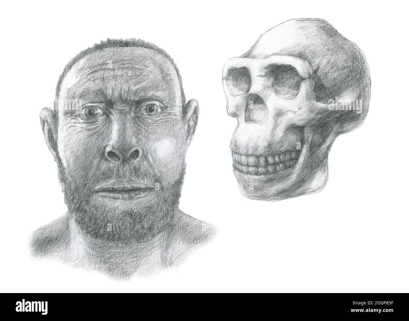 Homo erectus cranio facciali e di ricostruzione. Homo erectus era il più diffuso degli ominidi (con l'eccezione dell uomo moderno), e vissuto tra 1,6 e 0,3 milioni di anni fa. Foto Stock