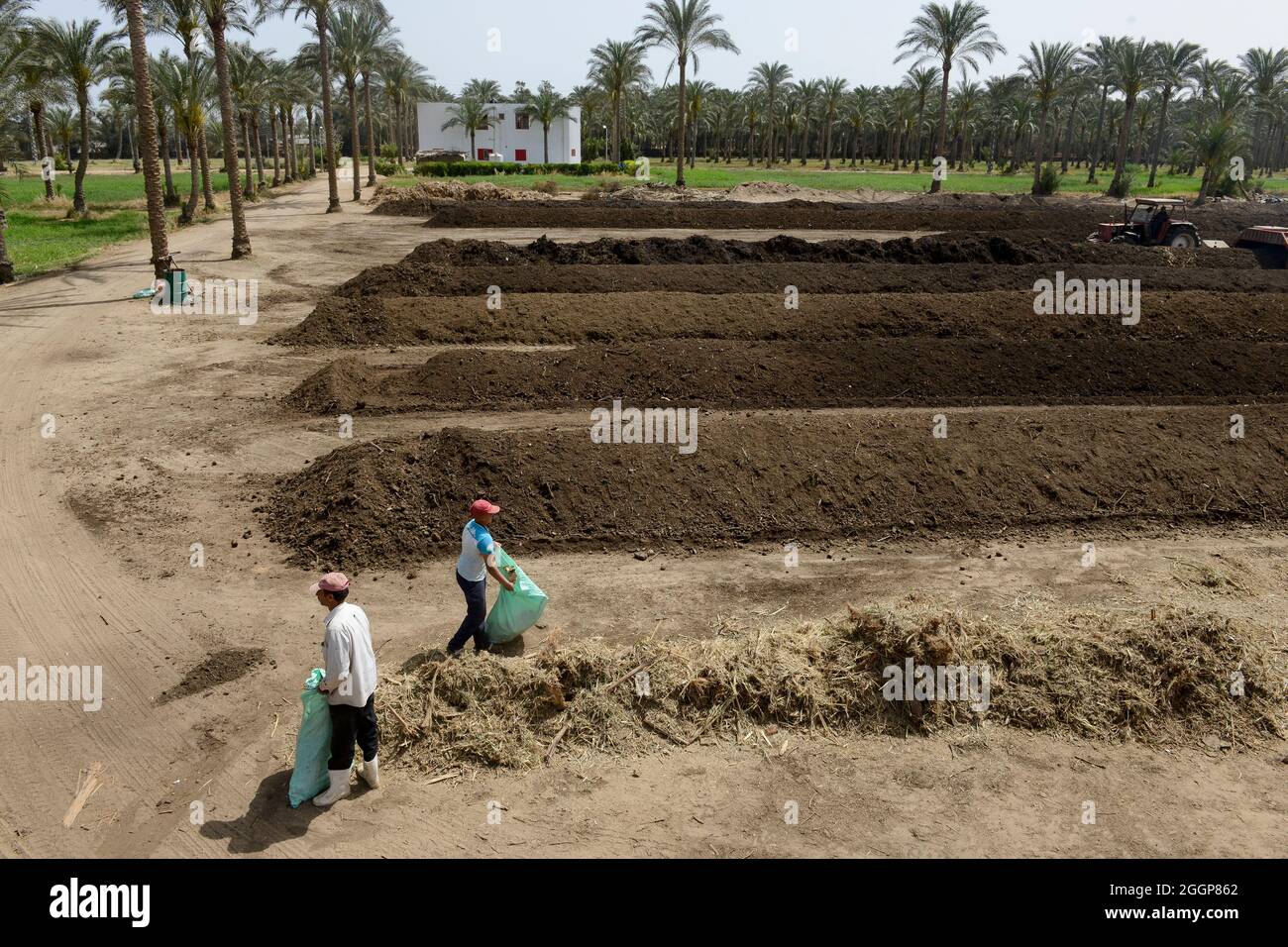 EGITTO, Bilbeis, Sekem azienda agricola biologica, preparazione di compost biologico per l'agricoltura desertica, macchina per la trasformazione del compost / AEGYPTEN, Bilbeis, Sekem Biofarm, Herstellung von Kompost fuer Landwirtschaft in der Wueste, hinten Dattelpalme Foto Stock