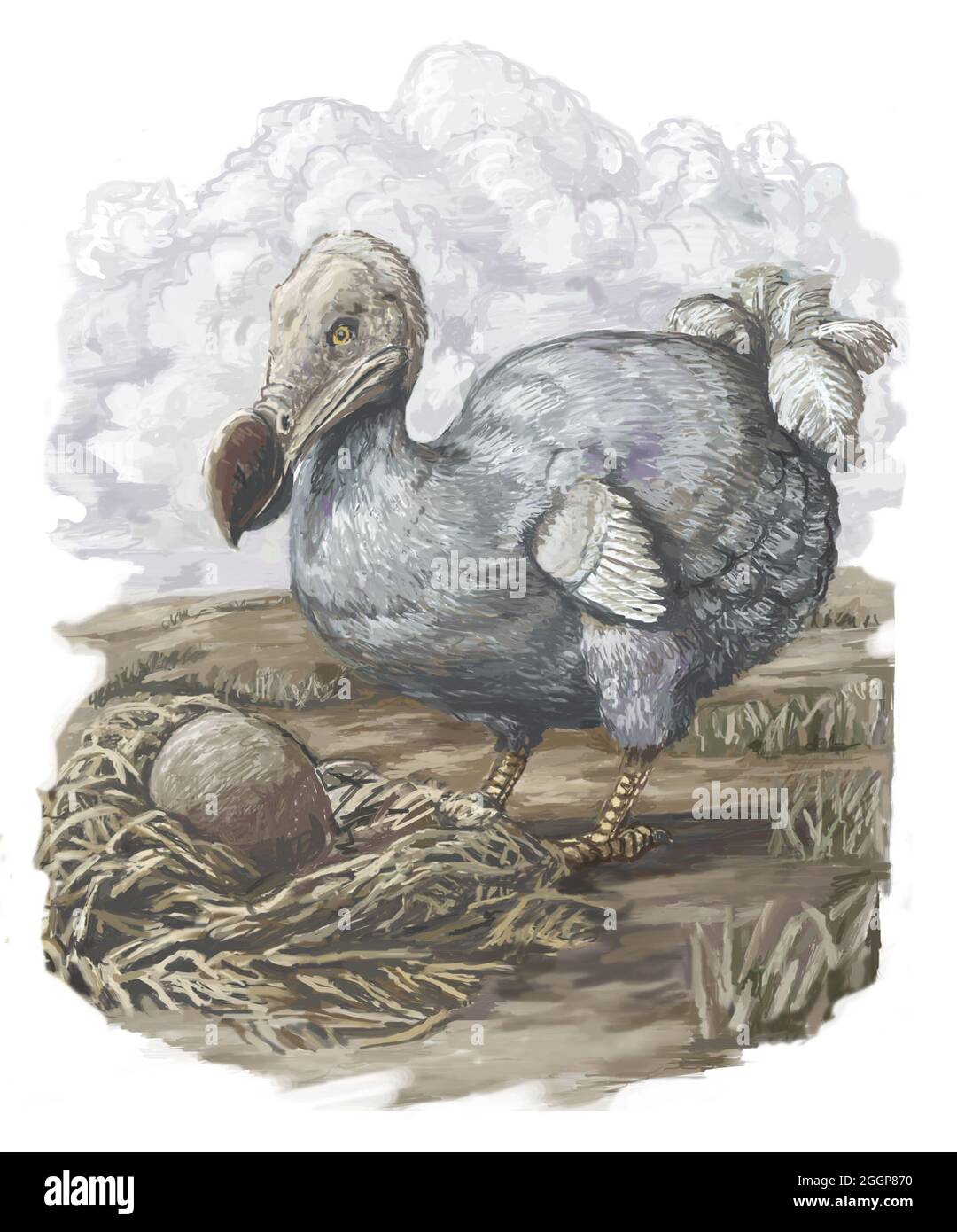 Illustrazione di un uccello dodo (Raphus cullatus) che protegge è uovo. Foto Stock