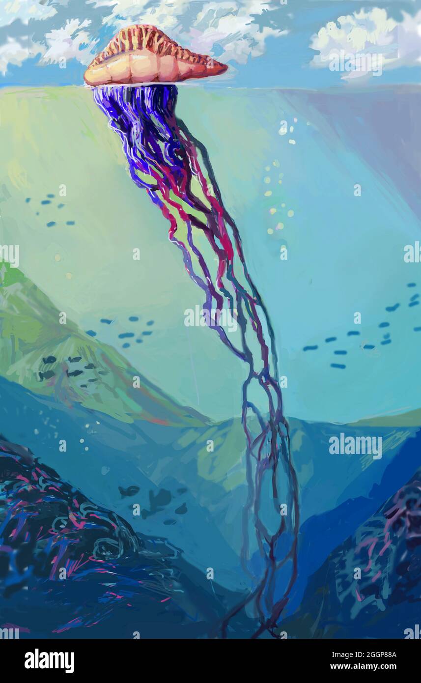 Illustrazione di un portoghese uomo o' guerra (Physalia physalis), una medusa altamente velenosa che è anche chiamata medusa blu-bottiglia. Foto Stock