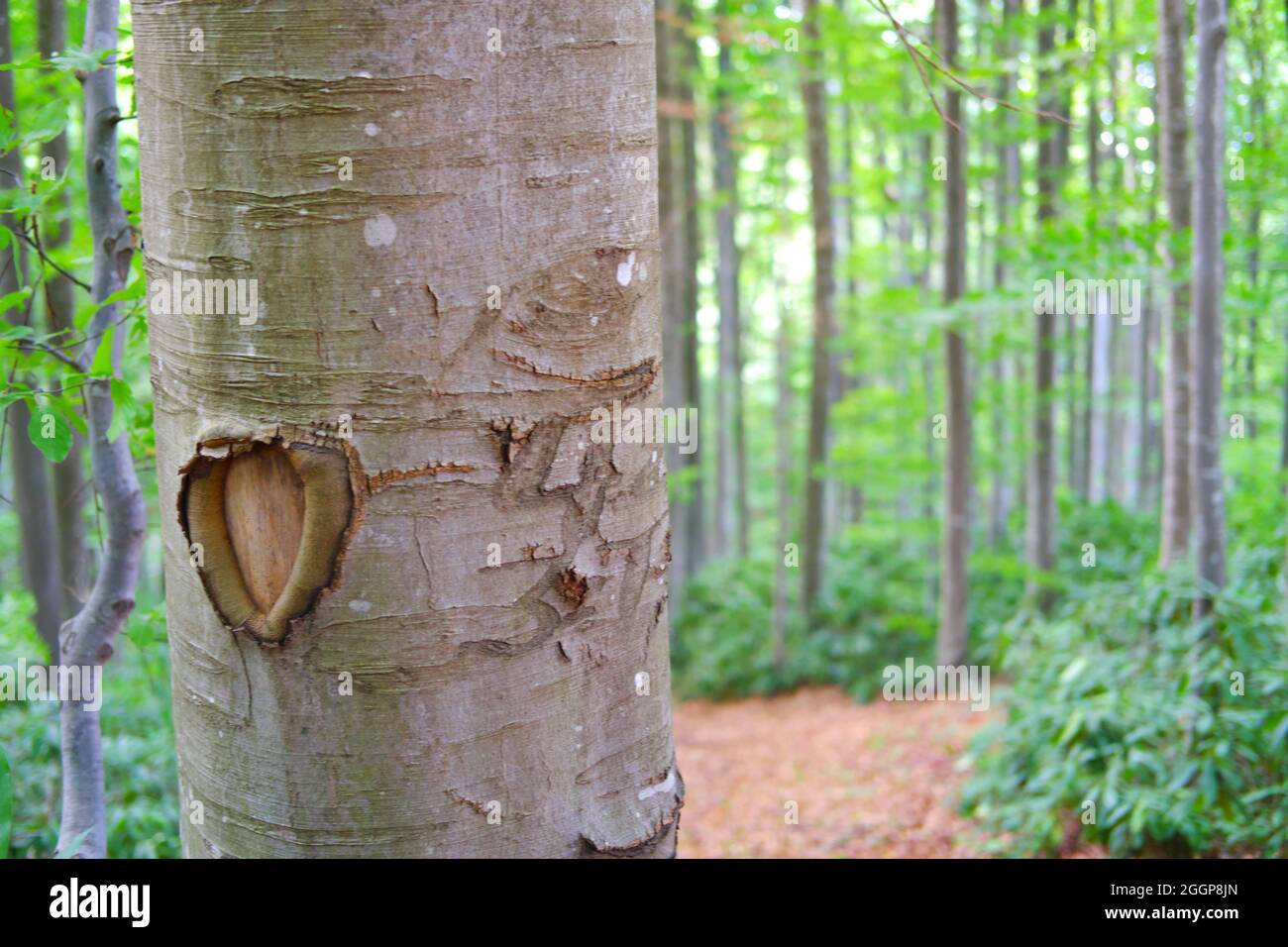 Bookeh all'aperto trunk albero con Foresta sullo sfondo Foto Stock