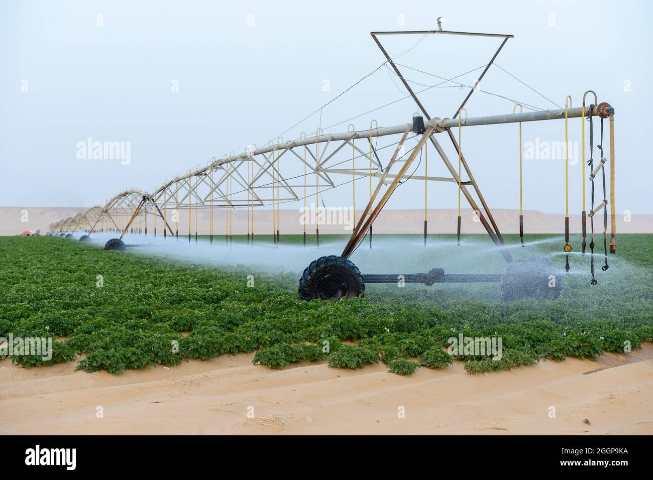 Egitto, Farafra, coltivazione di patate nel deserto, cerchio di articolazione irrigazione al Regno nelle aziende agricole e le acque sotterranee fossili dal Nubian arenaria falda acquifera è pompata da 1000 metri di pozzi profondi / AEGYPTEN HA, Farafra, Regno Fattorie, Kartoffelanbau in der Wueste, die kreisrunden Felder werden mit perno Kreisbewaesserungsanlagen mit fossilem Grundwasser des Nubischer Sandstein-Aquifer aus 1000 Metro tiefen Brunnen bewaessert Foto Stock