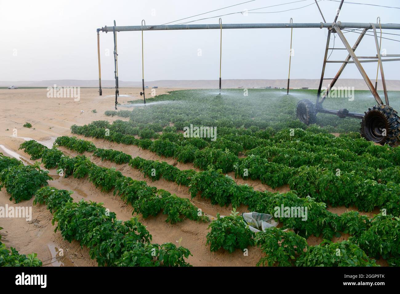 Egitto, Farafra, coltivazione di patate nel deserto, cerchio di articolazione irrigazione al Regno nelle aziende agricole e le acque sotterranee fossili dal Nubian arenaria falda acquifera è pompata da 1000 metri di pozzi profondi / AEGYPTEN HA, Farafra, Regno Fattorie, Kartoffelanbau in der Wueste, die kreisrunden Felder werden mit perno Kreisbewaesserungsanlagen mit fossilem Grundwasser des Nubischer Sandstein-Aquifer aus 1000 Metro tiefen Brunnen bewaessert Foto Stock