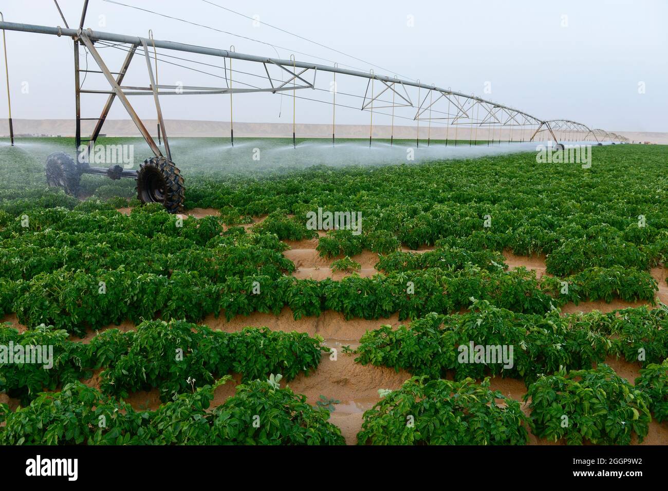 Egitto, Farafra, coltivazione di patate nel deserto, cerchio di articolazione irrigazione al Regno nelle aziende agricole e le acque sotterranee fossili dal Nubian arenaria falda acquifera è pompata da 1000 metri di pozzi profondi / AEGYPTEN HA, Farafra, Regno Fattorie, Kartoffelanbau in der Wueste, die kreisrunden Felder werden mit perno Kreisbewaesserungsanlagen mit fossilem Grundwasser des Nubischer Sandstein-Aquifer aus 1000 Metro tiefen Brunnen bewaessert Foto Stock