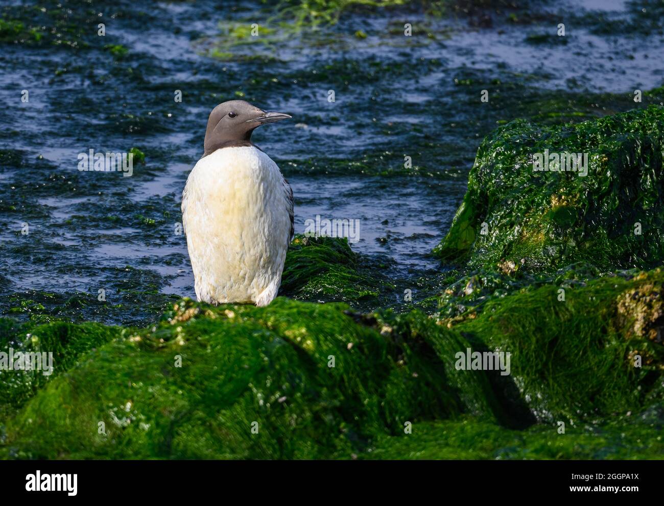 Un murre comune (aria alge) arenato in una piscina di marea poco profonda. Firenze, Oregon, Stati Uniti. Foto Stock