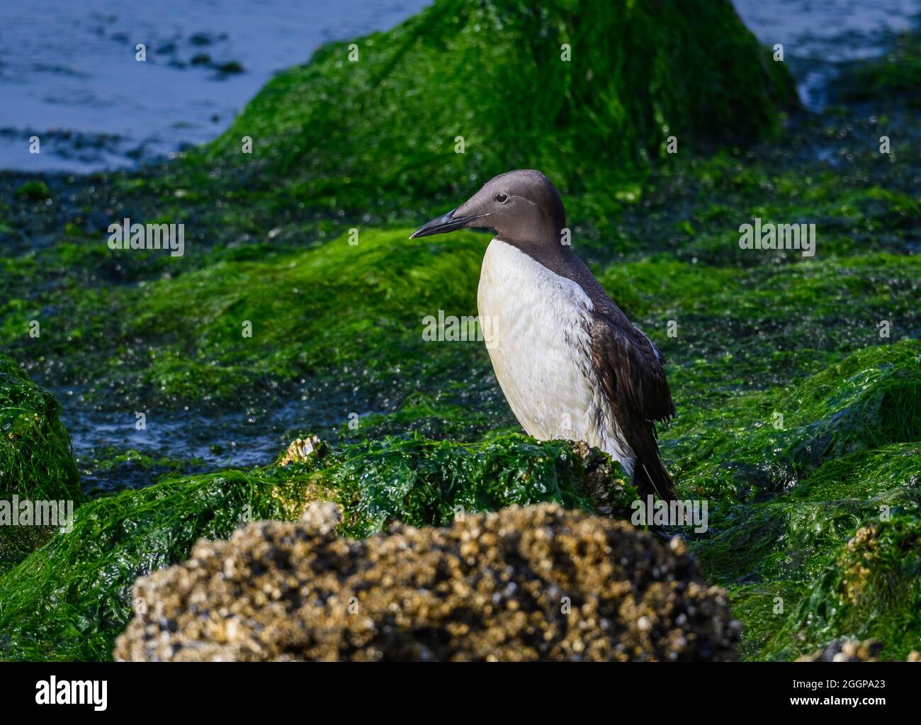 Un murre comune (aria alge) arenato in una piscina di marea poco profonda. Firenze, Oregon, Stati Uniti. Foto Stock
