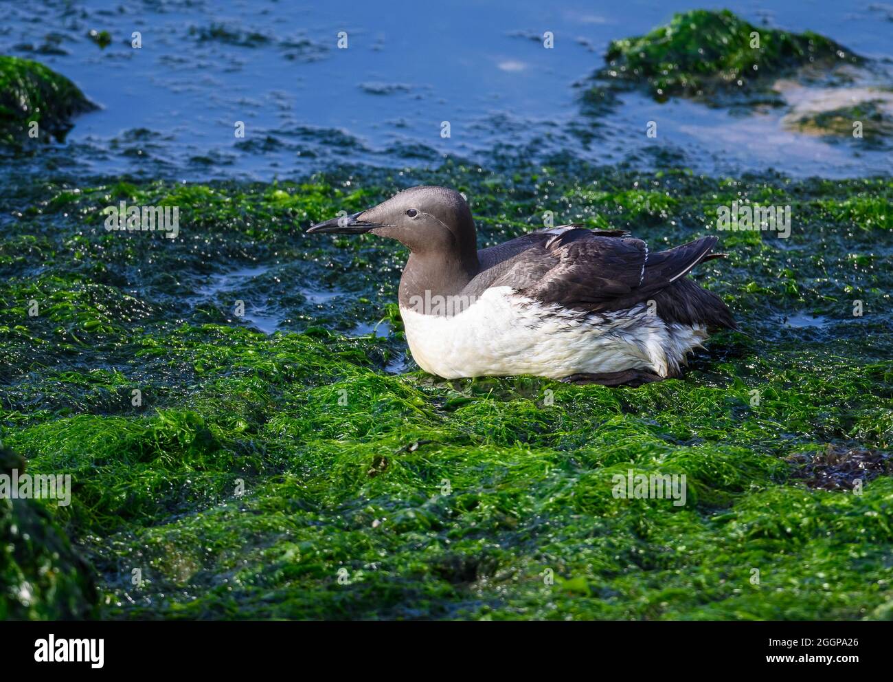 Un murre comune (aria alge) arenato in una piscina di marea poco profonda. Firenze, Oregon, Stati Uniti. Foto Stock