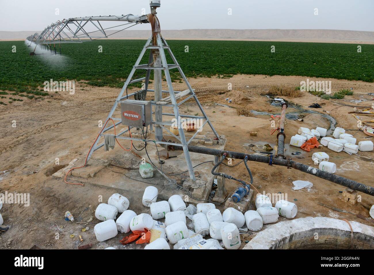 EGITTO, Farafra, coltivazione della patata nel deserto, irrigazione a spirale a United Farms, fertilizzante chimico e acido fosforico sono aggiunti con l'annaffiatura spruzzata, l'acqua freatica fossile dalla falda di arenaria nubiana è pompata da pozzi profondi 1000 metri / AEGYPTEN, Farafra, United Farms, Kartoffelanbau in der Wueste, Die kreisrunden Felder werden mit pivot Kreisbewaesserungsanlagen mit fossilem Grundwasser des Nubischer Sandstein-aquifer aus 1000 Meter tiefen Brunnen bewaessert, der Bewaesserung werden chemische Duenger und Phosphorsaeure zugesetzt Foto Stock