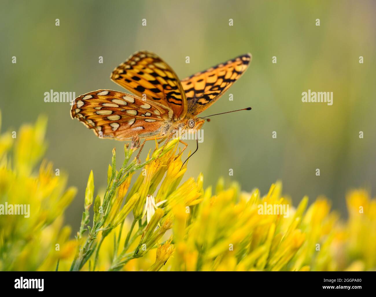 Farfalla gialla di Zerene Fritillary (Speyeria zerene). Oregon, Stati Uniti. Foto Stock