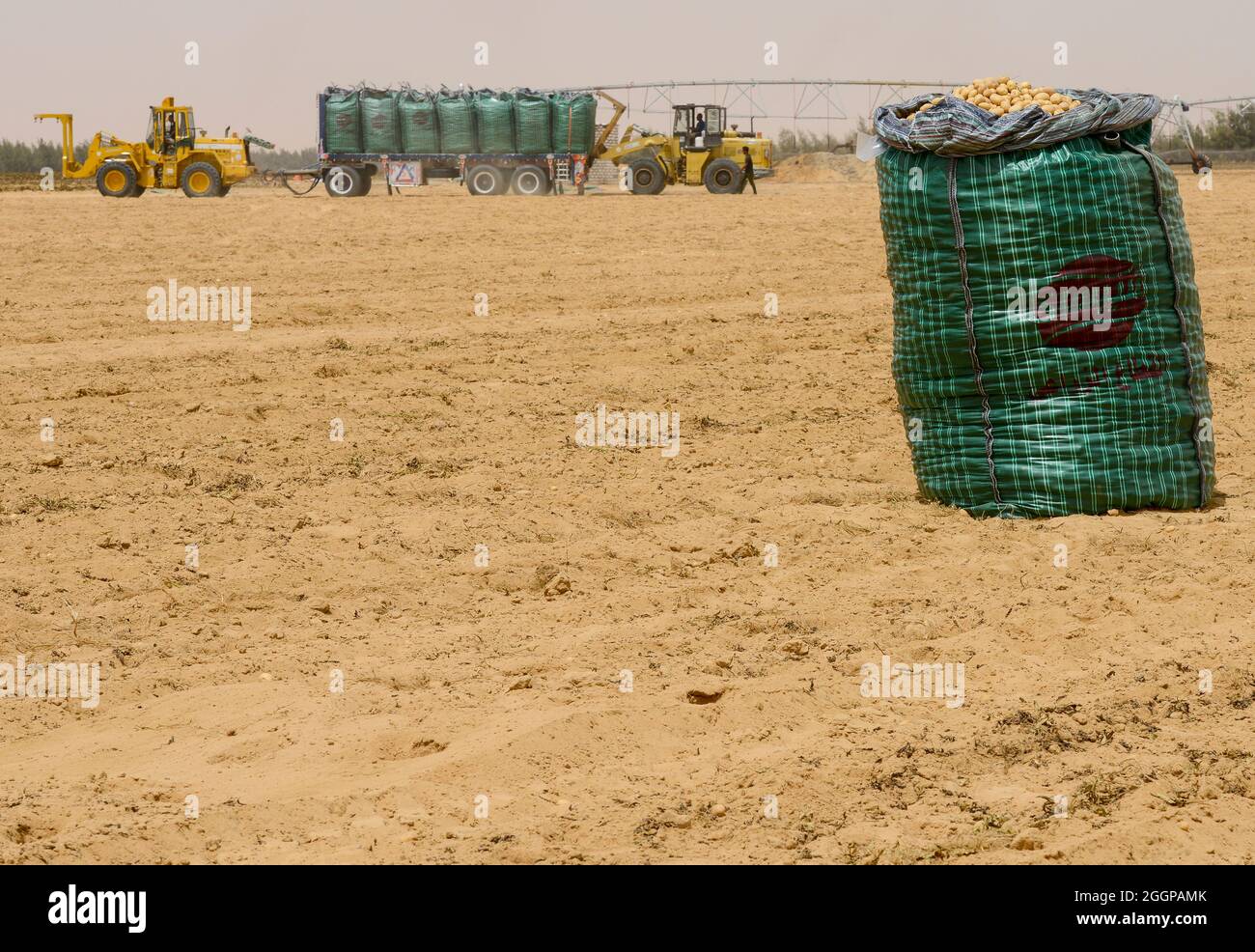 EGITTO, Farafra, coltivazione di patate nel deserto, raccolta a United Farms, i grandi campi sono irrigati da sistemi di irrigazione a cerchio pivot, le acque sotterranee fossili dalla falda di arenaria nubiana è pompato da 1000 metri pozzi profondi / AEGYPTEN, Farafra, United Farms, Kartoffelanbau in der Wueste, Verladung nach der Ernte auf LKW, Die kreisrunden Felder werden mit pivot Kreisbewaesserungsanlagen mit fossilem Grundwasser des Nubischer Sandstein-aquifer aus 1000 Meter tiefen Brunnen bewaessert Foto Stock