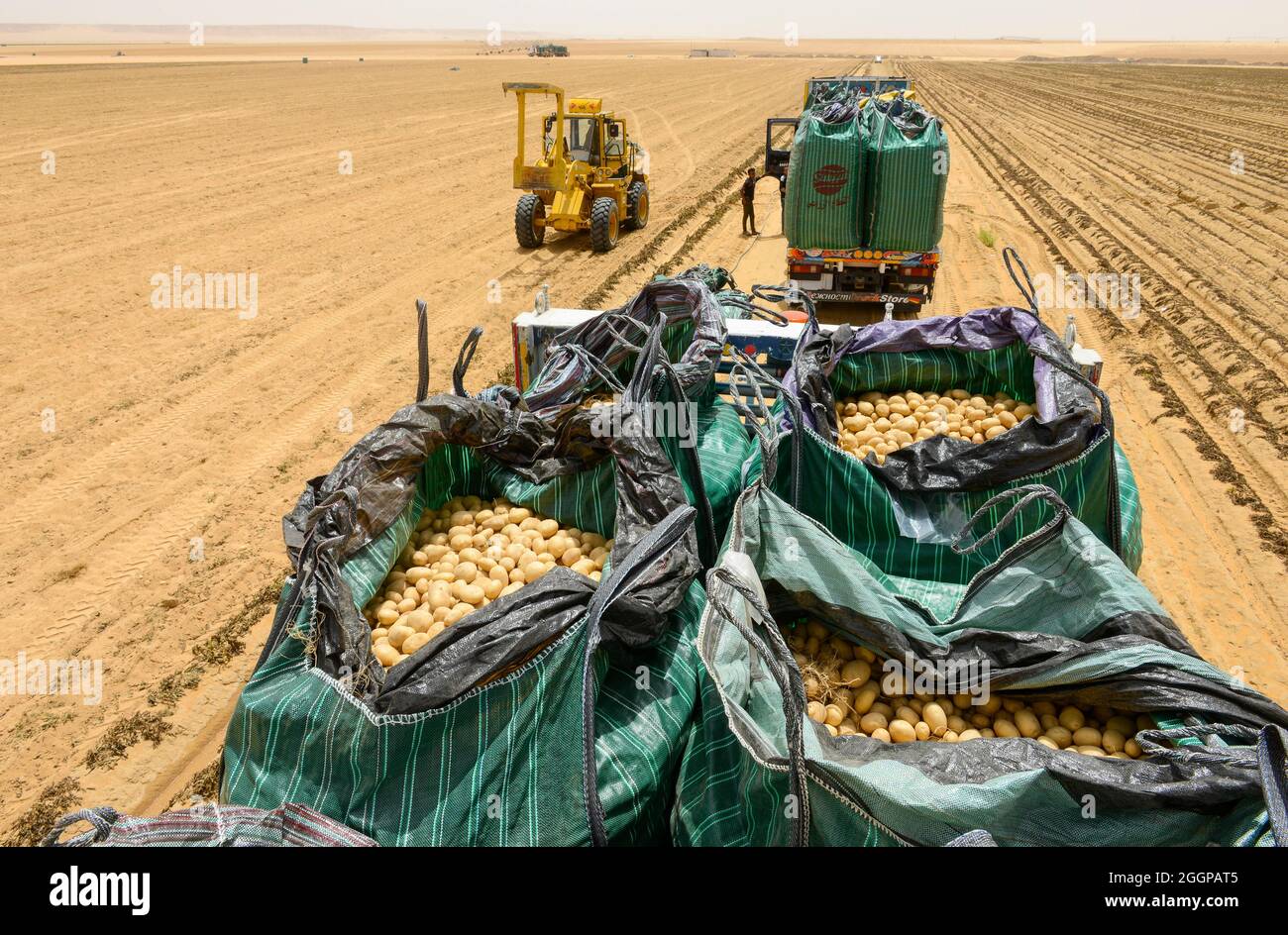 EGITTO, Farafra, coltivazione di patate nel deserto, raccolta e carico su camion a United Farms, i grandi campi sono irrigati da sistemi di irrigazione a cerchio pivot, le acque sotterranee fossili dalla falda acquifera di arenaria nubiana è pompata da pozzi profondi 1000 metri / AEGYPTEN, Farafra, United Farms, Kartoffelanbau in der Wueste, Verladung nach der Ernte auf LKW, die kreisrunden Felder werden mit pivot Kreisbewaesserungsanlagen mit fossilem Grundwasser des Nubischer Sandstein-aquifer aus 1000 Meter tiefen Brunnen bewaessert Foto Stock