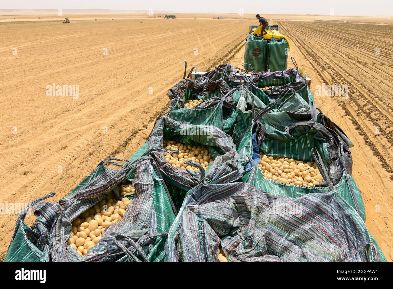 EGITTO, Farafra, coltivazione di patate nel deserto, raccolta e carico su camion a United Farms, i grandi campi sono irrigati da sistemi di irrigazione a cerchio pivot, le acque sotterranee fossili dalla falda acquifera di arenaria nubiana è pompata da pozzi profondi 1000 metri / AEGYPTEN, Farafra, United Farms, Kartoffelanbau in der Wueste, Verladung nach der Ernte auf LKW, die kreisrunden Felder werden mit pivot Kreisbewaesserungsanlagen mit fossilem Grundwasser des Nubischer Sandstein-aquifer aus 1000 Meter tiefen Brunnen bewaessert Foto Stock