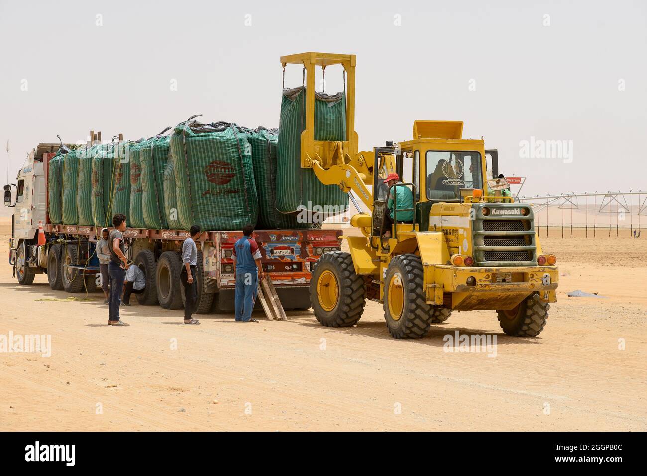 EGITTO, Farafra, coltivazione di patate nel deserto, raccolto a United Farms, caricamento di grandi sacchi con potati su camion, i grandi campi sono irrigati da sistemi di irrigazione a cerchio pivot, l'acqua freatica fossile dalla falda di arenaria nubiana è pompata da 1000 metri pozzi profondi / AEGYPTEN, Farafra, United Farms, Kartoffelanbau in der Wueste, Verladung nach der Ernte auf LKW, die kreisrunden Felder werden mit pivot Kreisbewaesserungsanlagen mit fossilem Grundwasser des Nubischer Sandstein-aquifer aus 1000 Meter tiefen Brunnen bewaessert Foto Stock