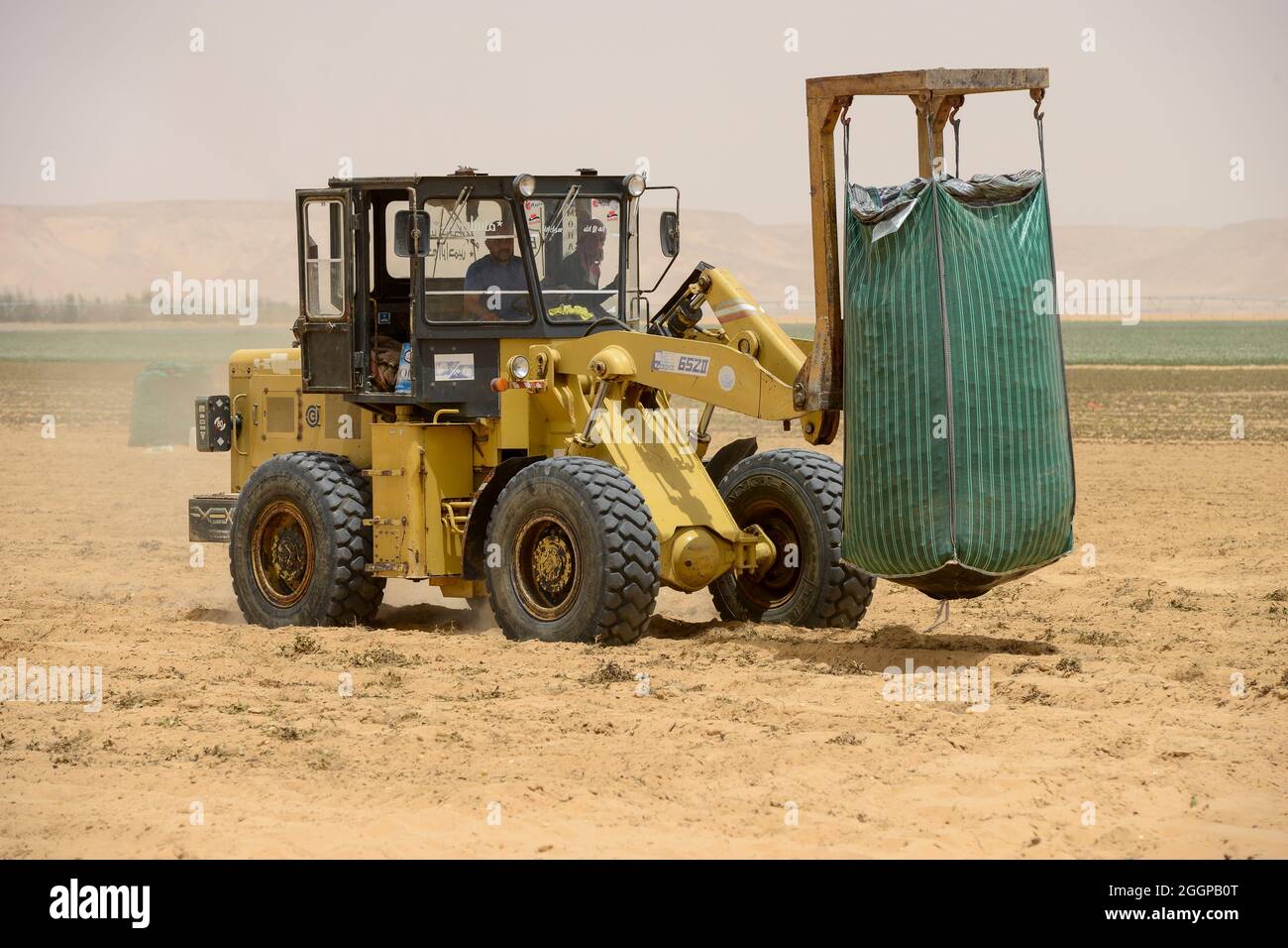EGITTO, Farafra, coltivazione di patate nel deserto, raccolto a United Farms, caricamento di grandi sacchi con potati su camion, i grandi campi sono irrigati da sistemi di irrigazione a cerchio pivot, l'acqua freatica fossile dalla falda di arenaria nubiana è pompata da 1000 metri pozzi profondi / AEGYPTEN, Farafra, United Farms, Kartoffelanbau in der Wueste, Verladung nach der Ernte auf LKW, die kreisrunden Felder werden mit pivot Kreisbewaesserungsanlagen mit fossilem Grundwasser des Nubischer Sandstein-aquifer aus 1000 Meter tiefen Brunnen bewaessert Foto Stock