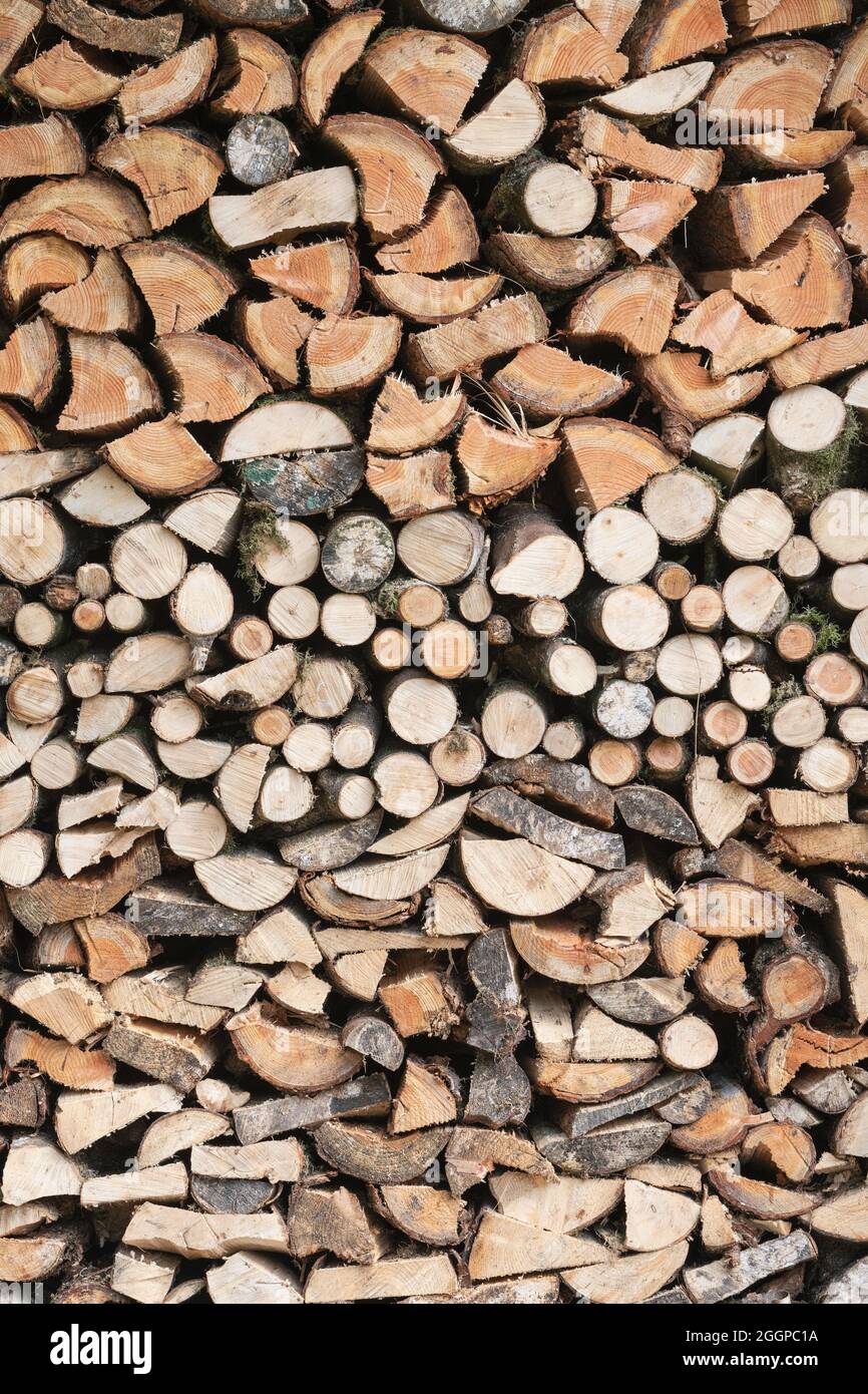 Sezione trasversale di un mucchio di tronchi immagazzinati in un bosco Foto Stock