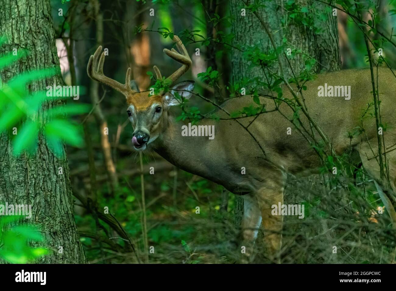 Un cervo maschio a coda bianca (Odocoileus virginianus) Buck con grandi corna che sbucciano attraverso la foresta nel Michigan, USA. Foto Stock