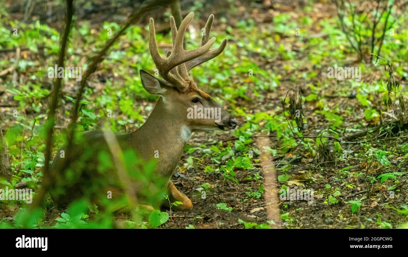 Un cervo maschio a coda bianca (Odocoileus virginianus) cazzo con grandi corna che giacciono a terra in una foresta nel Michigan, USA. Foto Stock