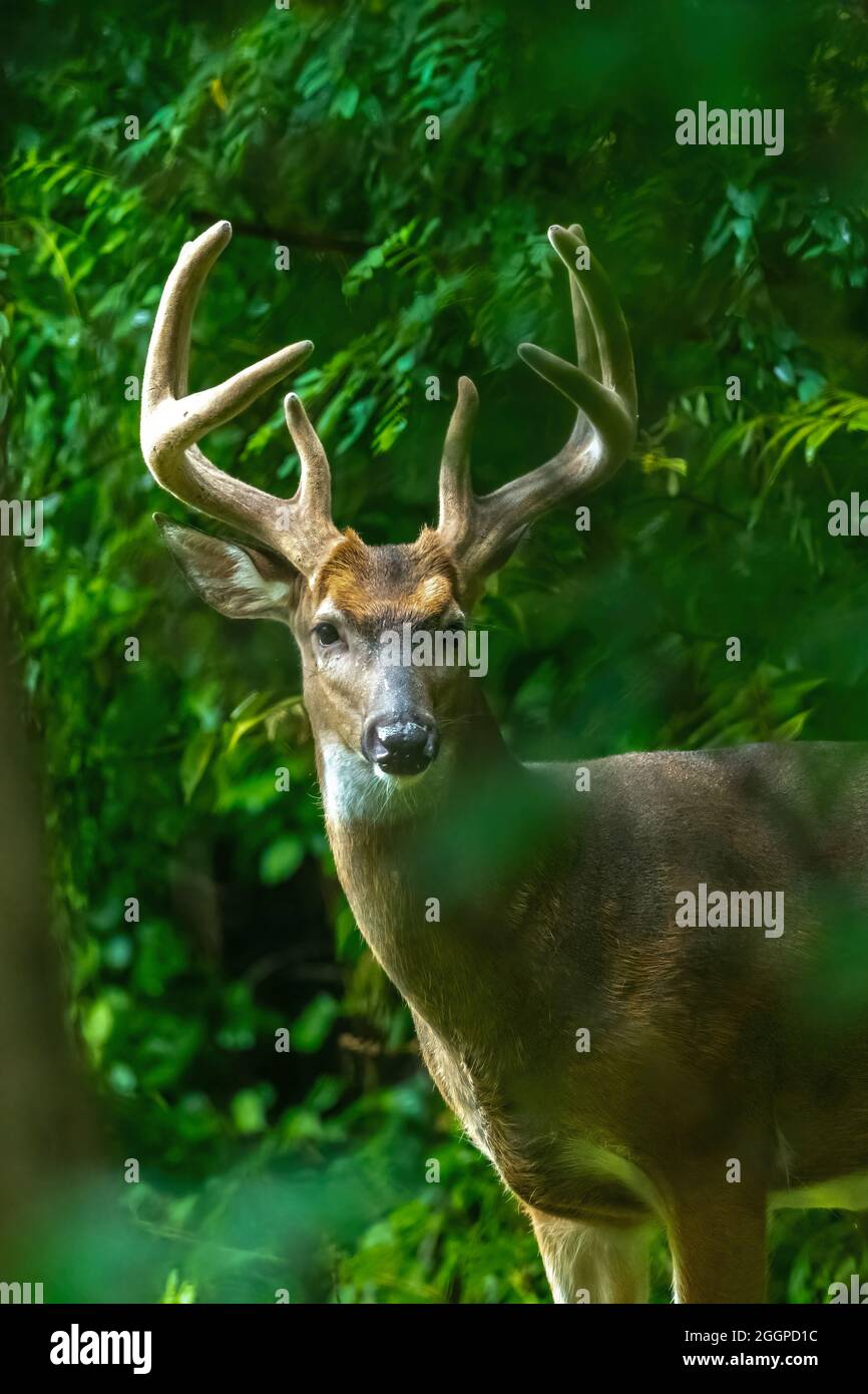 Un cervo maschio a coda bianca (Odocoileus virginianus) Buck con grandi corna che sbucciano attraverso la foresta nel Michigan, USA. Foto Stock