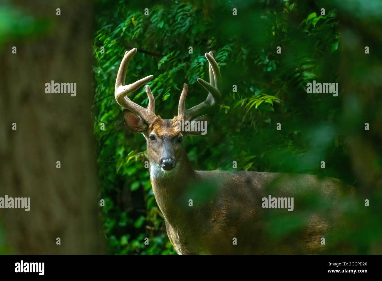 Un cervo maschio a coda bianca (Odocoileus virginianus) Buck con grandi corna che sbucciano attraverso la foresta nel Michigan, USA. Foto Stock