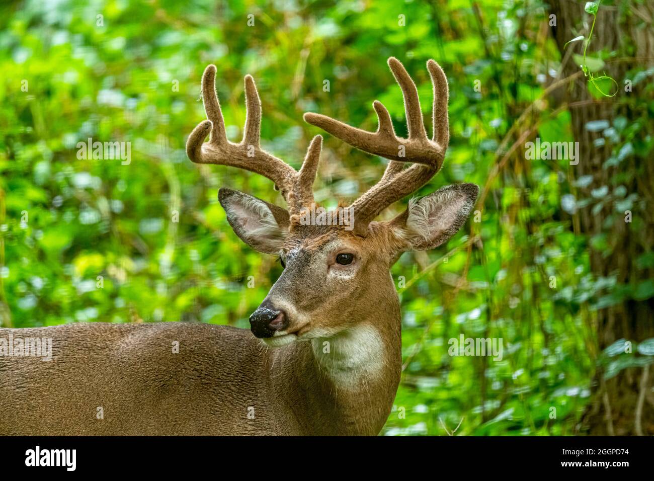 Primo piano di un cervo maschio a coda bianca (Odocoileus virginianus) Buck con grandi corna in una foresta nel Michigan, Stati Uniti. Foto Stock