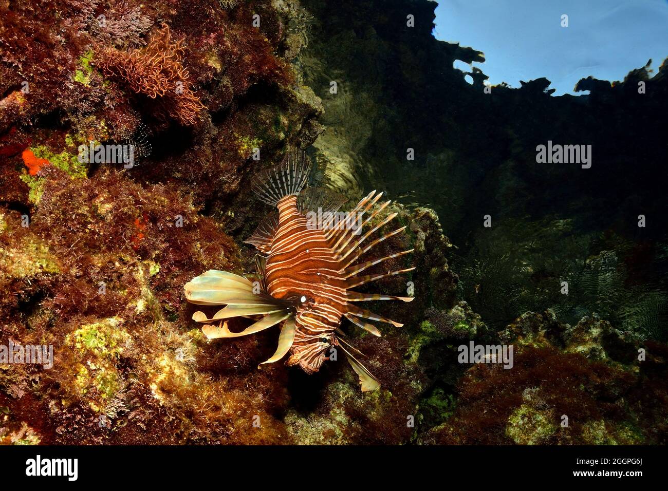 Pterois Miles, Indischer Rotfeuerfisch, pesce leone comune, Rhodos, Grecia, Mar Mediterraneo, Griechenland, Mittelmeer Foto Stock