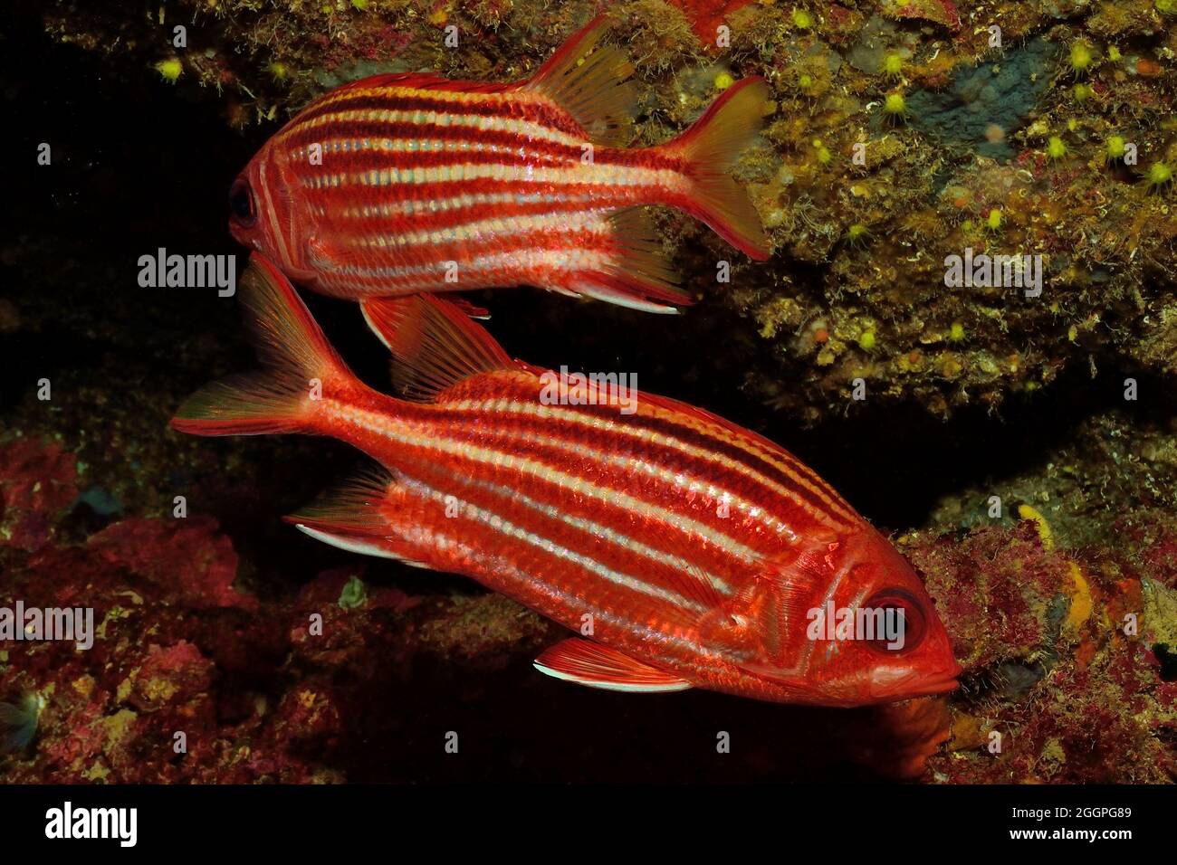 Sargocentron rubrum, Gestreifter Soldatenfisch, redcoat, Squirrelfish, Rhodos, Grecia, Mar Mediterraneo, Griechenland, Mittelmeer Foto Stock