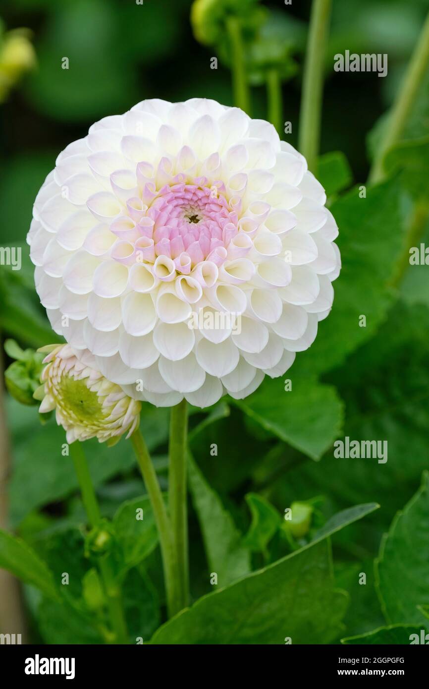 Decorativo Dahlia 'Blyton Everest'. Fiore bianco singolo con una regione centrale con punta di lavanda pallida. Fogliame sfondo Foto Stock