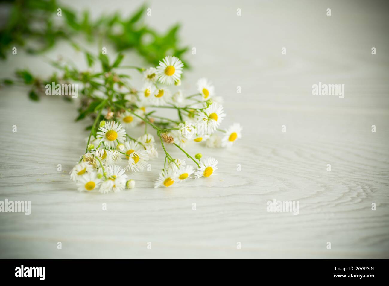 un bouquet di camomilla bianca selvaggia non coltivata su un tavolo di legno chiaro Foto Stock