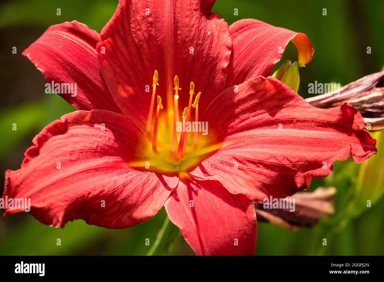 Rosso Hemerocallis 'Scotland' rosso giorno fiore Stamens rosso Foto Stock