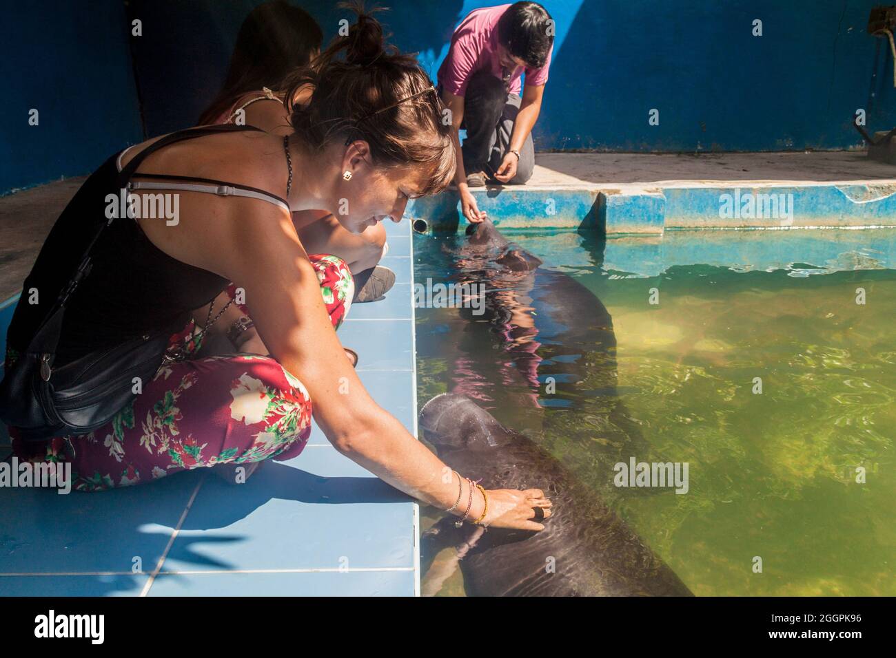 IQUITOS, PERÙ - 19 GIUGNO 2015: I visitatori guardano il lamantino amazzonico (Trichechus inunguis) nel Centro di salvataggio Amazon Manatee vicino a Iquitos, Perù Foto Stock