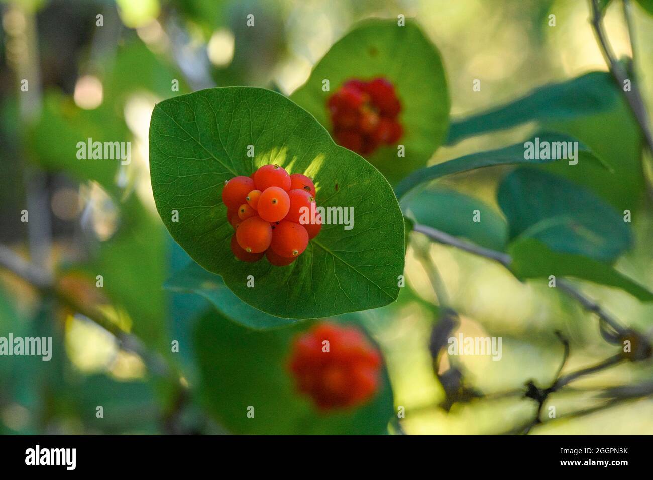 Bacche di Lonicera Ciliosa, miele d'arancia, tromba occidentale, Foto Stock