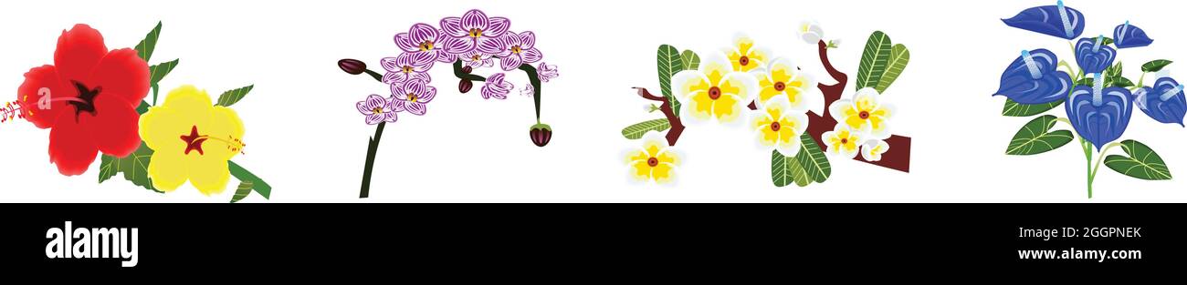I fiori fioriscono in Summer-Shoe Flower, Orchidea, Frangipani, Anterni Illustrazione Vettoriale