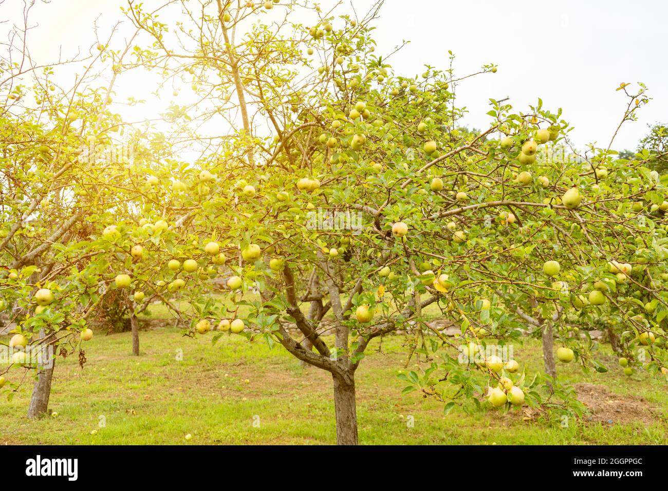 Albero di mele in frutteto a sunset.Organic cibo sano piantagione concept.Eco agricoltura sfondo. Foto Stock