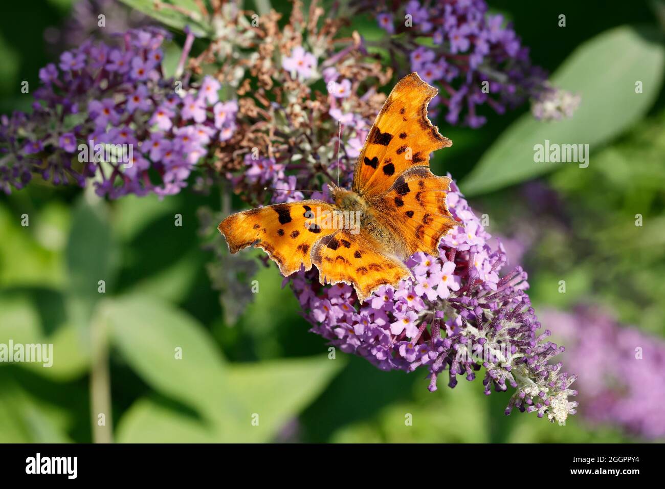 Una virgola Butterfly Polygonia c-album Feeding on Buddleia flowers UK Foto Stock