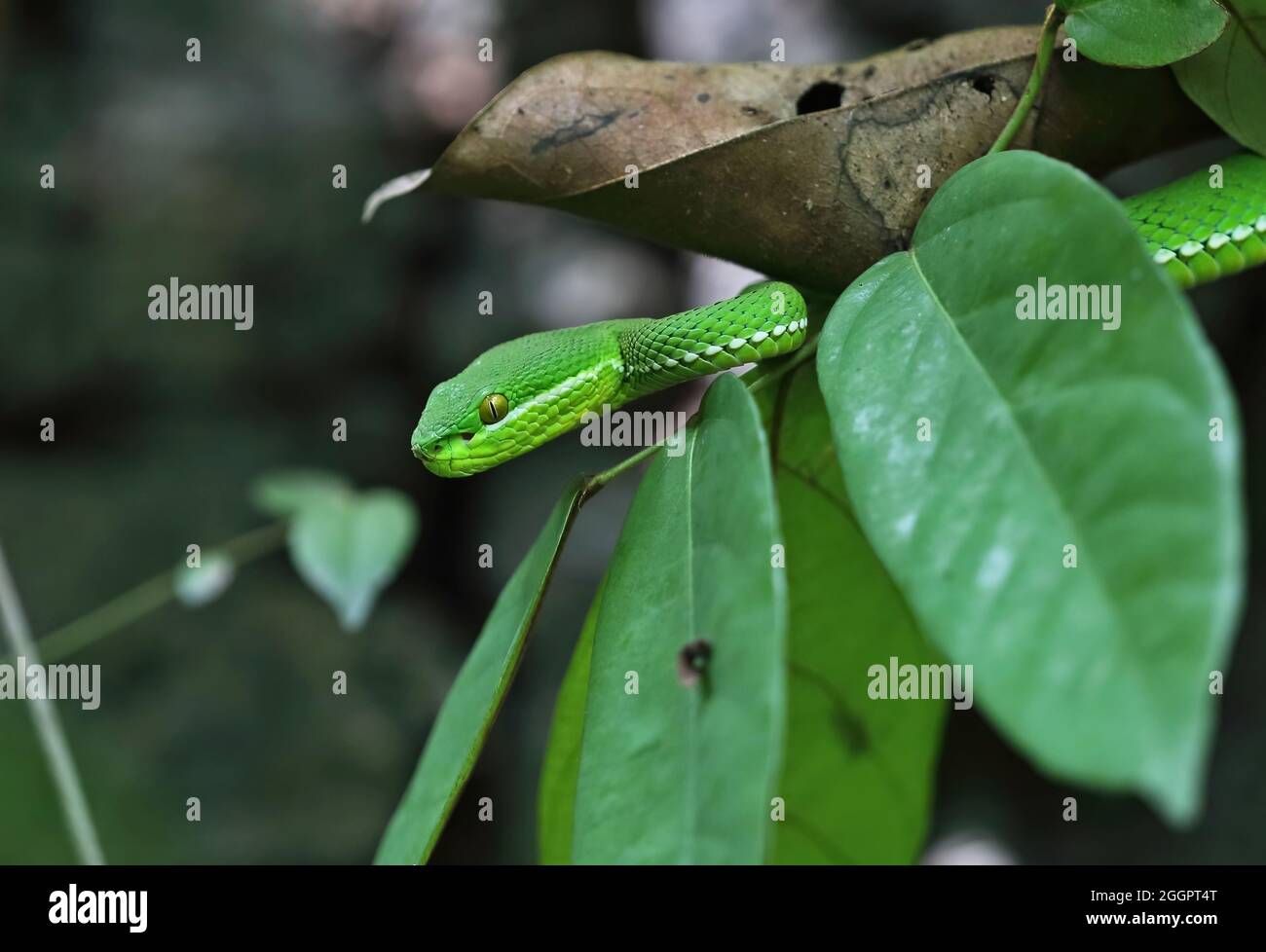 Pit-viper a punta bianca (Cryptelytrops albolabris) primo piano di maschio adulto vicino Kaeng Krachan, Thailandia Maggio Foto Stock