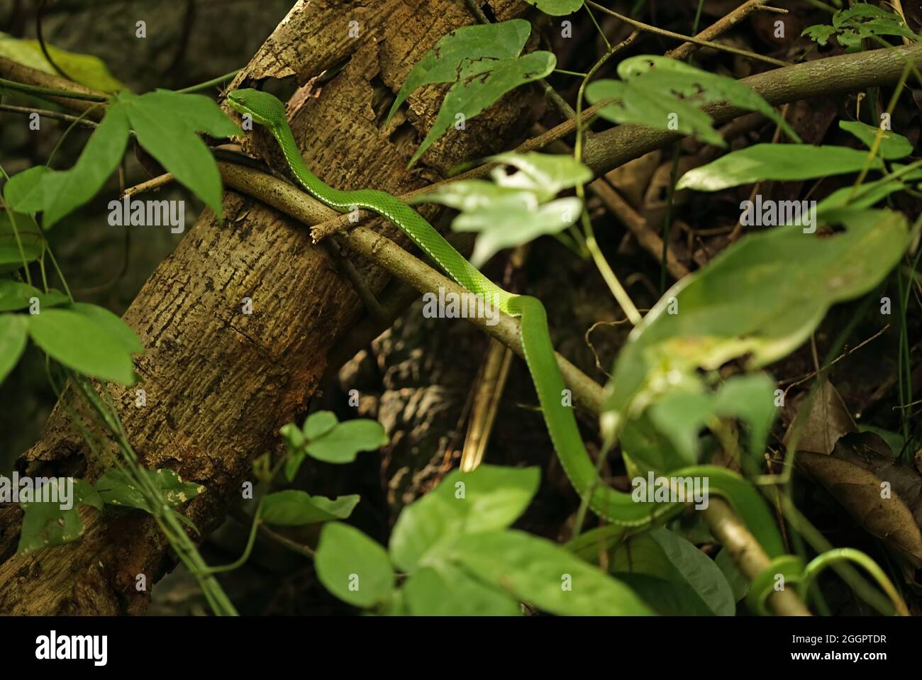 Pit-viper (Cryptelytrops albolabris) maschio adulto in albero basso vicino Kaeng Krachan, Thailandia Maggio Foto Stock