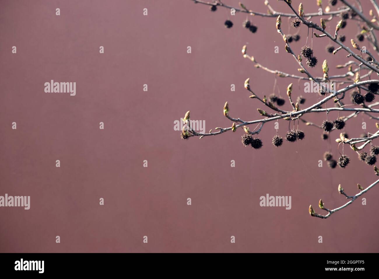 Ramo d'albero delicato con bacche su sfondo rosa Foto Stock