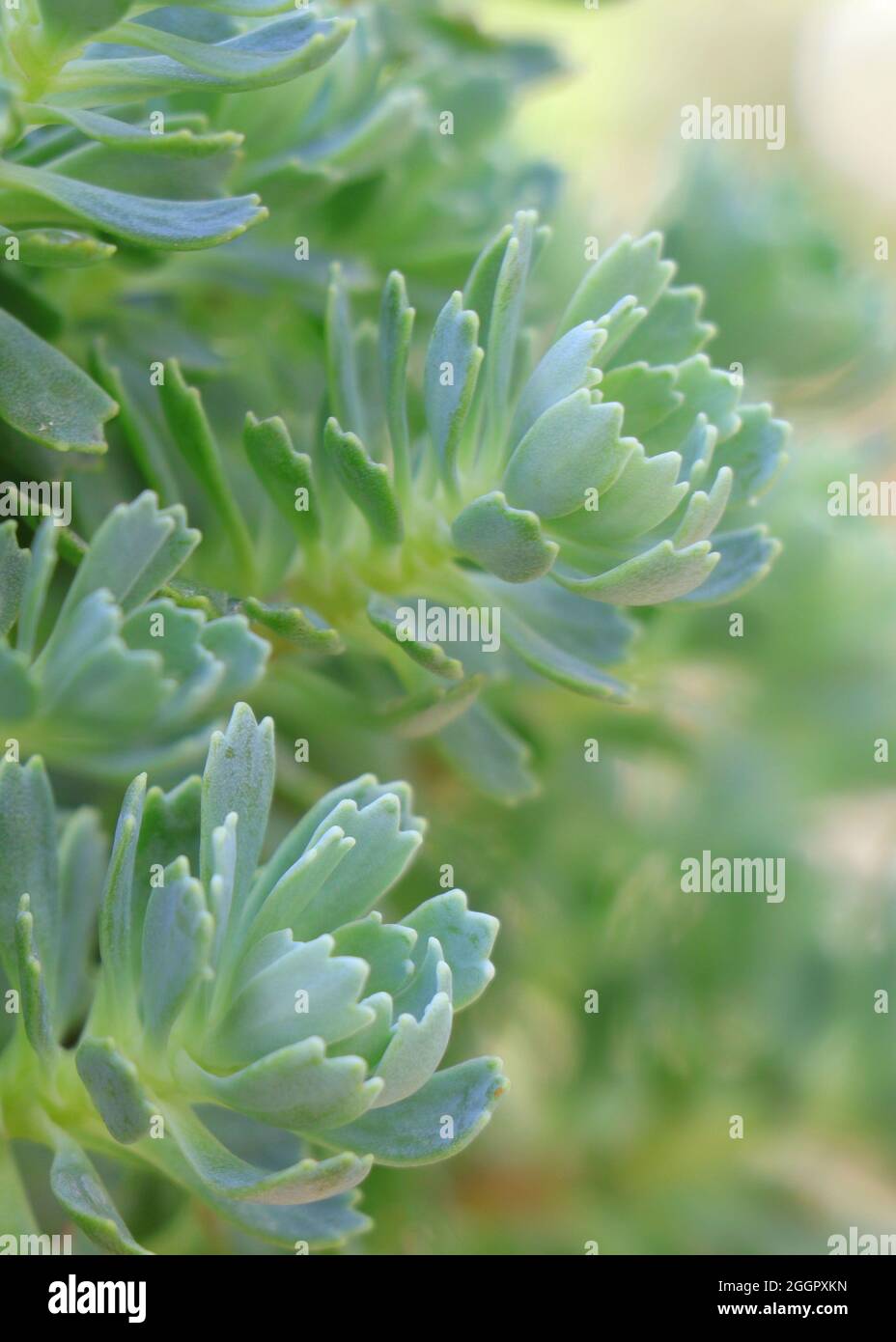 Sedum spurium o stonecrop a due file Foto Stock