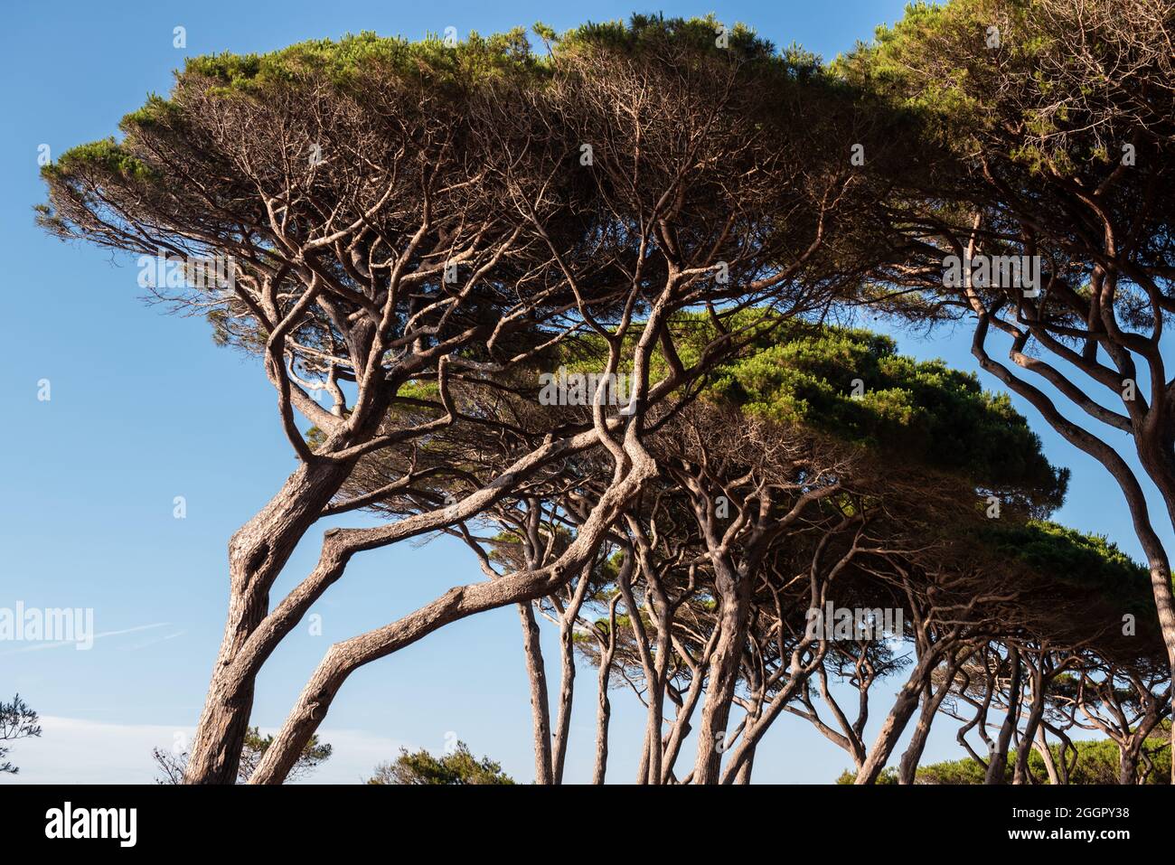 Spiaggia Baratti. La grande pineta sulla prima duna. Foto Stock