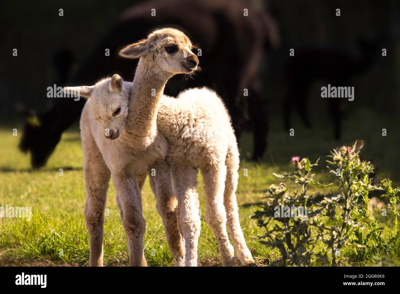 Un paio di alpaca bambini che giocano in fattoria Foto Stock