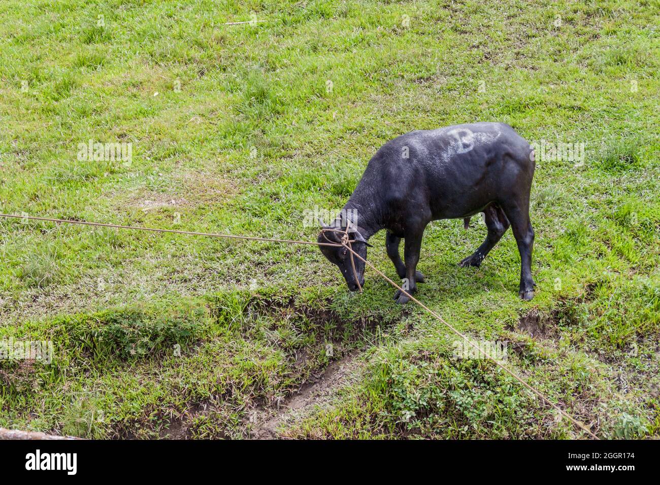 Toro su una corda Foto Stock