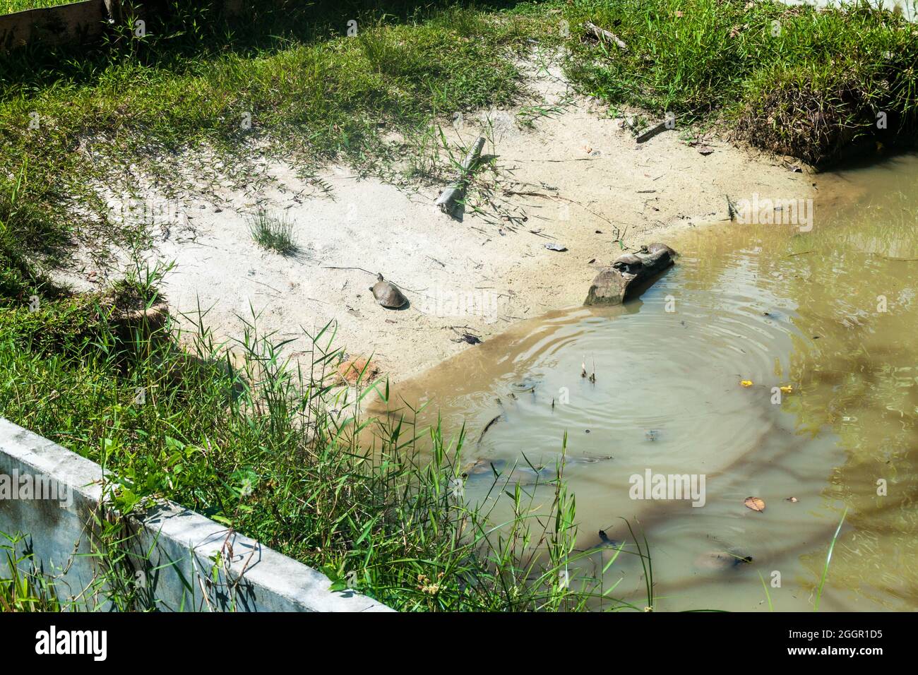 Tartarughe nel Centro di salvataggio Amazon Manatee vicino a Iquitos, Perù Foto Stock