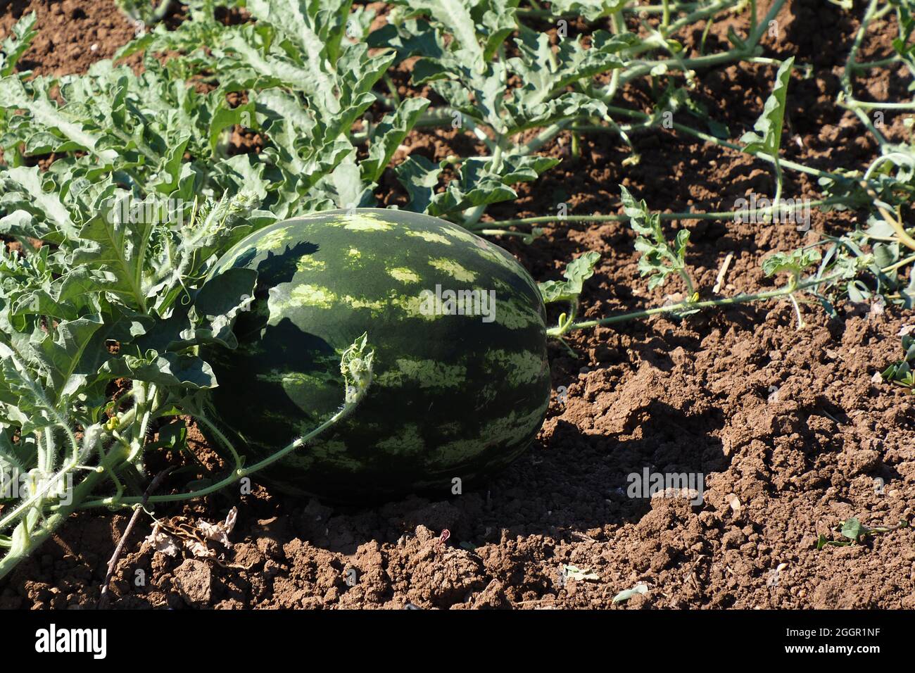 Watermelon-Citrullus lanatus- in giardino Foto Stock