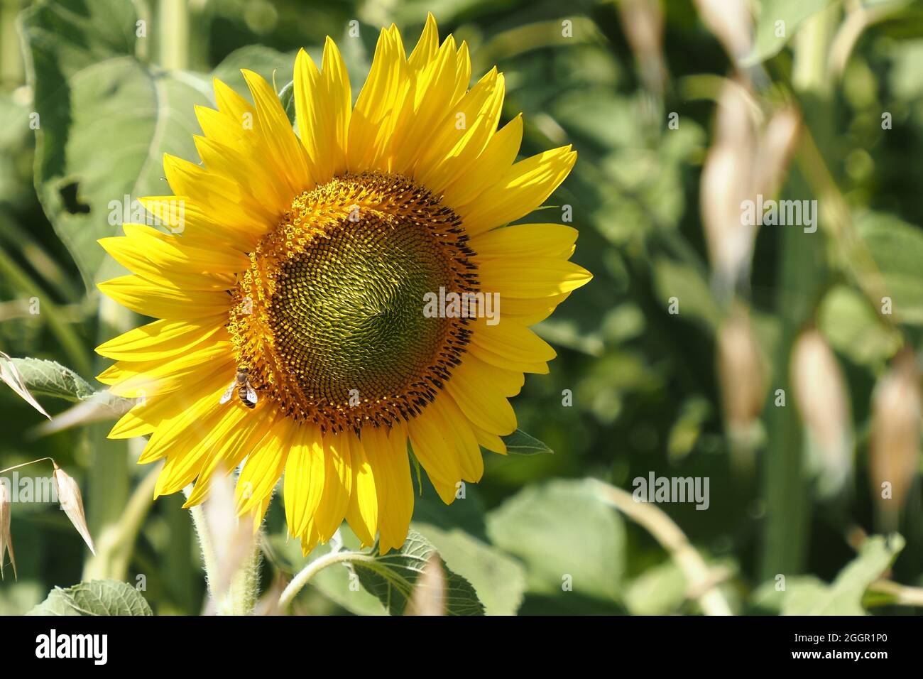 Ape su Girasole Foto Stock
