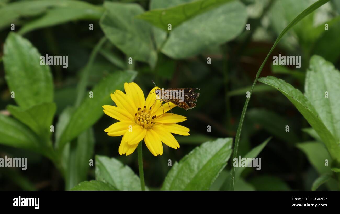 Primo piano di una farfalla di freccetta di erba comune su un fiore di seme di tick giallo Foto Stock