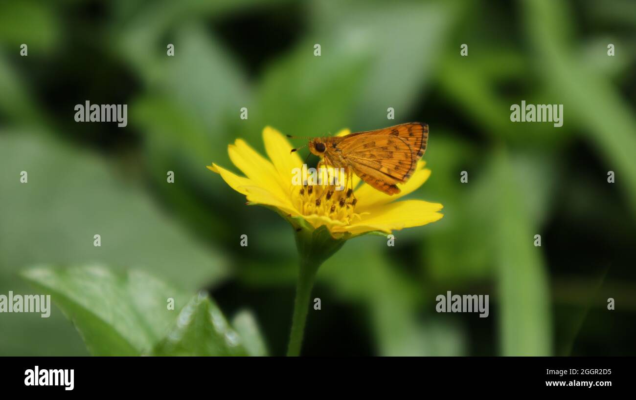 Primo piano di una farfalla Dartlet comune che beve nettare da un fiore giallo seme di zecca Foto Stock