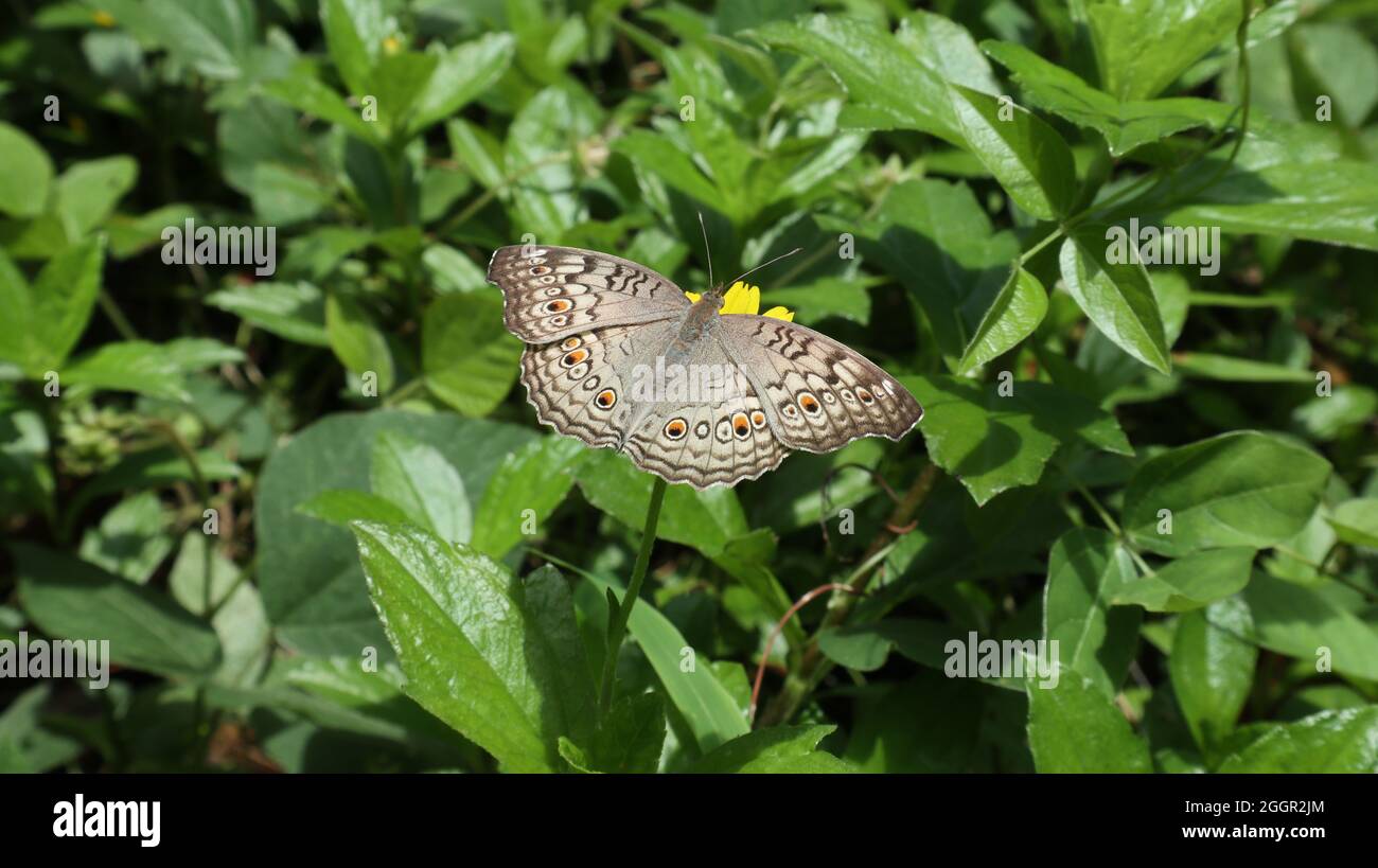 Primo piano di un poso farfalla Gray Pansy su un fiore mentre si allarga le sue ali parallelamente allo sfondo Foto Stock