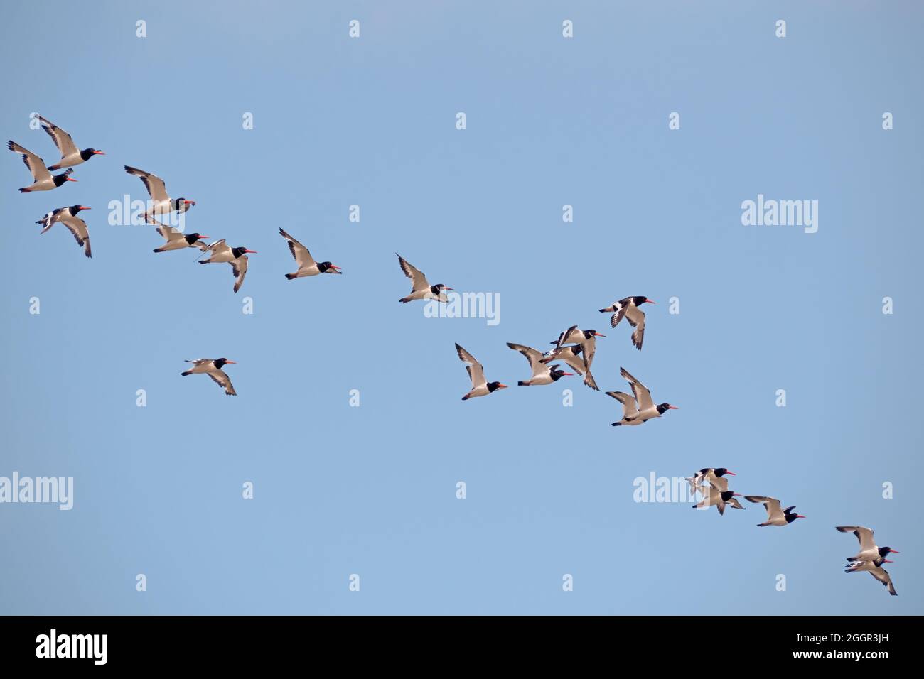 Flying flock di ostercatcher eurasiatici Haematopus ostralegus aka il pied ostercatcher comune, o ostercatcher palaeartico. Northam Burrows, Devon. Foto Stock